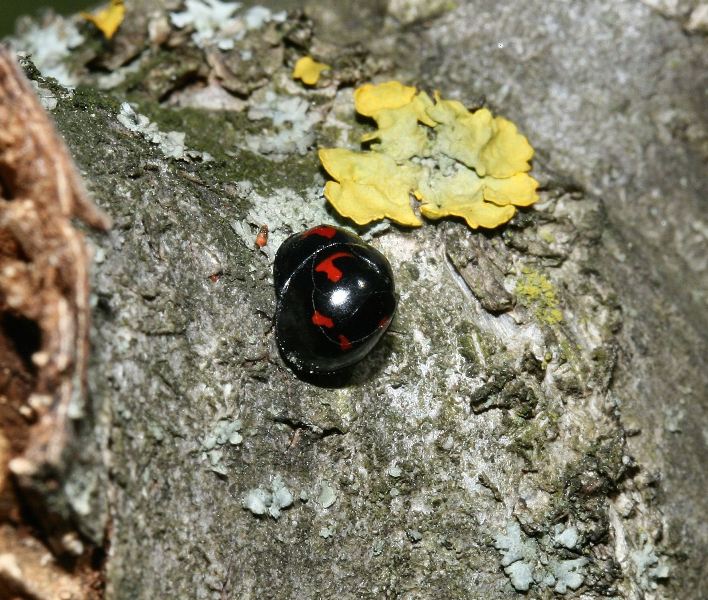 Coccinelle in accoppiamento - Exochomus quadripustulatus